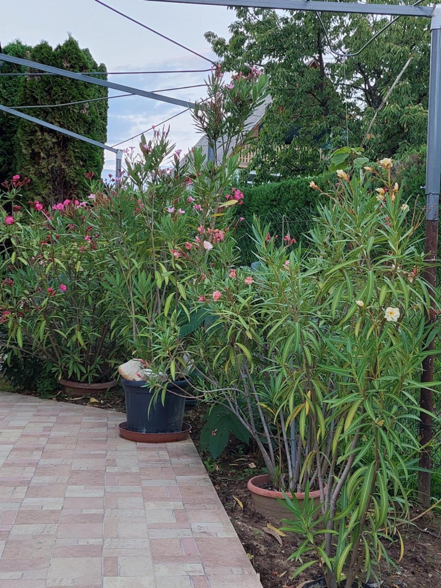 Lonci Apartman Zalakaros Εξωτερικό φωτογραφία